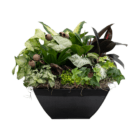 An indoor mixed planter with various green foliage plants, brown dried driftwood, and bell cups in a black square metal pot.
