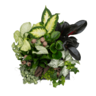 An above view of an indoor mixed planter with various green foliage plants, brown dried driftwood, and bell cups.
