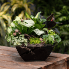 An indoor mixed planter sitting on a wooden table in a black square metal pot with various green foliage plants and brown dried driftwood and bell cups.