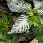 A close-up of white and green variegated zebra plant leaves in an indoor mixed planter surrounded by other greenery.