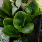 A close-up of green waxy peperomia leaves in an indoor mixed planter surrounded by other greenery.