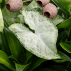 A close-up of a light green dieffenbachia leaf in an indoor mixed planter surrounded by other greenery.