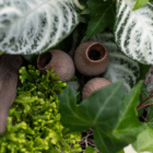 A close-up of three brown dried bell cups in an indoor mixed planter surrounded by greenery.