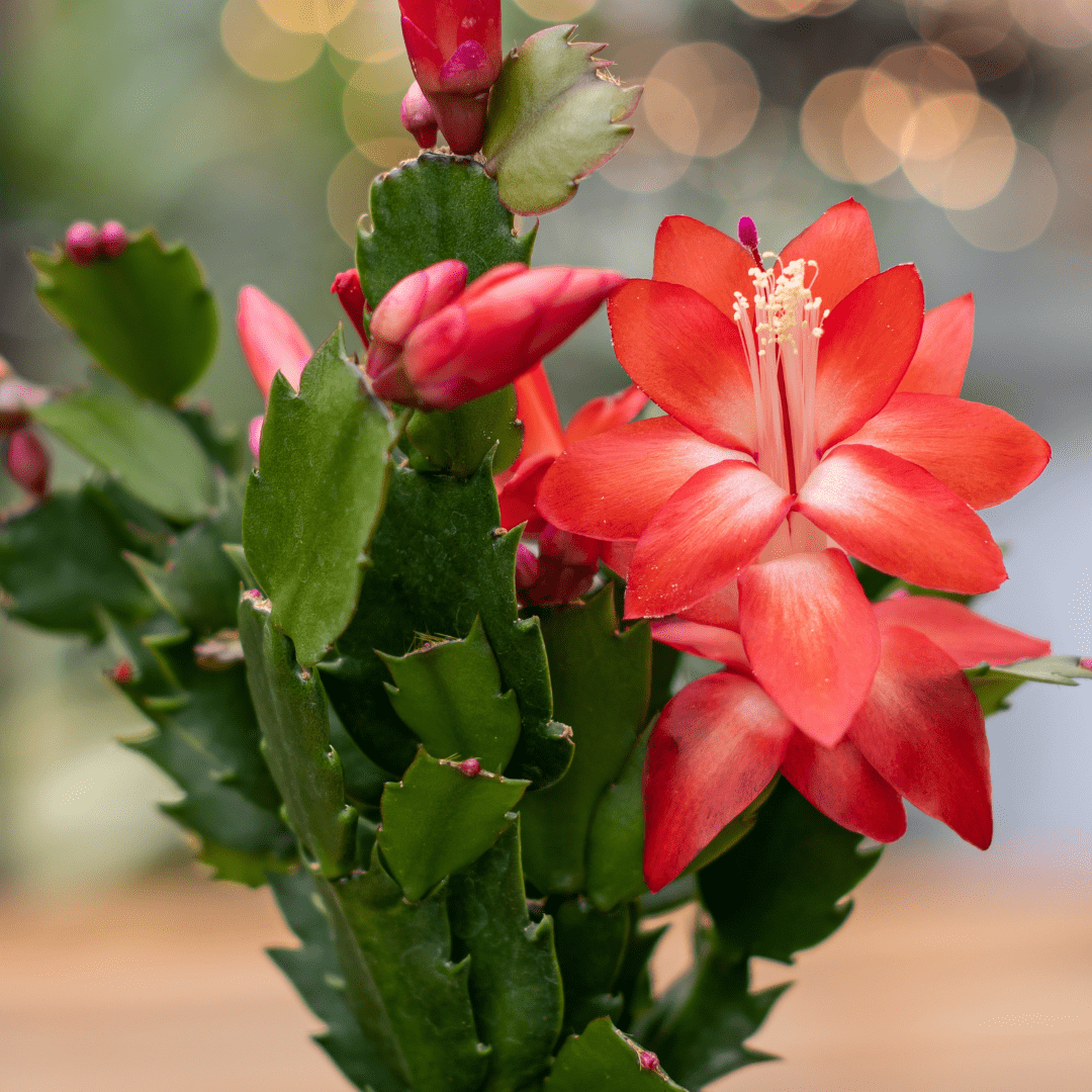 16 A bright orange-red flower on a Christmas cactus plant.