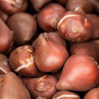 A close-up of a tear-shaped, brown flower bulb.