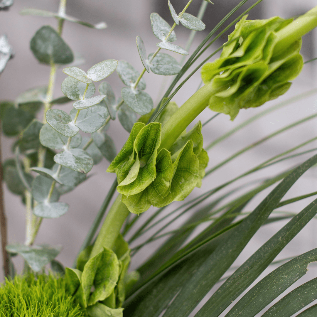 A close-up of a lime green Bells of Ireland stem/bloom.