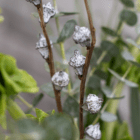 A close-up of white dried eucalyptus pods on brown stems.