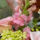 A close-up of a pink snapdragon bloom in a pink and light green fresh floral arrangement.