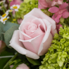 A close-up of a light pink rose surrounded by other pink and light green flowers in a floral arrangement.