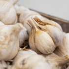 A close-up of a layered garlic bulb in a stack of similar garlic bulbs.