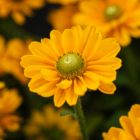 A close-up of a yellow Rudbeckia bloom with a lime green center.