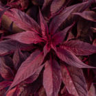 A close-up of burgundy celosia leaves.