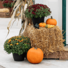 A fall porch package, which includes two fall mums, three pumpkins, two gourds, one bale of straw, and a dried corn stalk bundle.