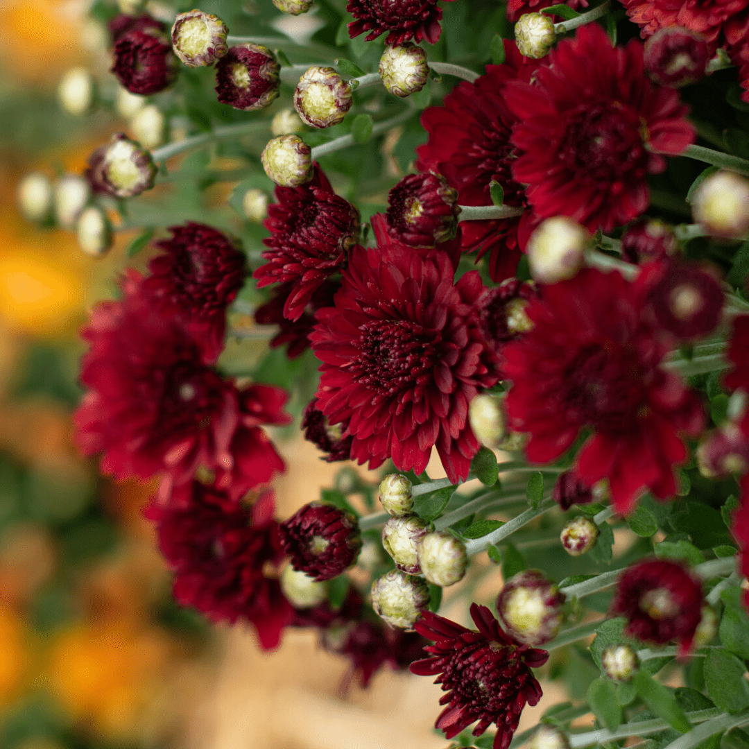 A close-up of the burgundy blooms on a fall mum.