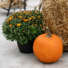 A medium orange pumpkin sits in front of a bale of straw and a yellow fall mum.