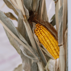 A close-up of the yellow corn on a dried corn stalk bundle.