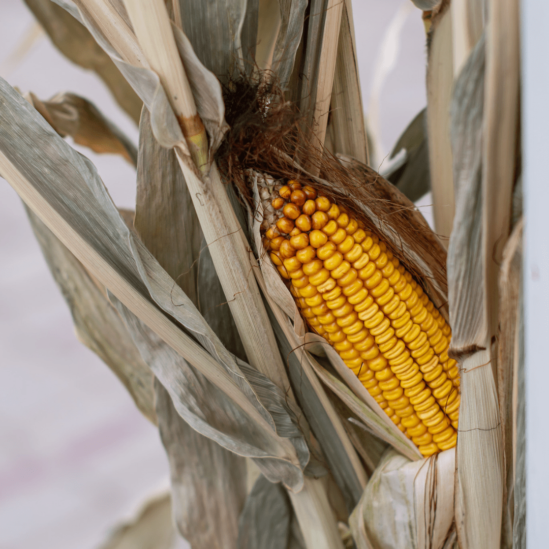 A close-up of the yellow corn on a dried corn stalk bundle.