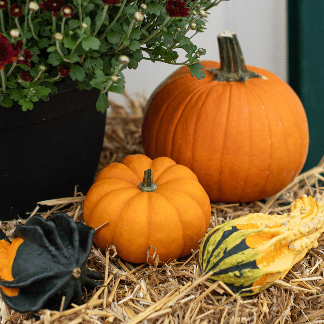 Two small orange pumpkins and two small yellow/orange/green gourds sit on a bale of straw.