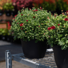 A burgundy fall mum with open and unopened blooms in a black plastic pot sits on a silver metal display shelf in a garden centre.