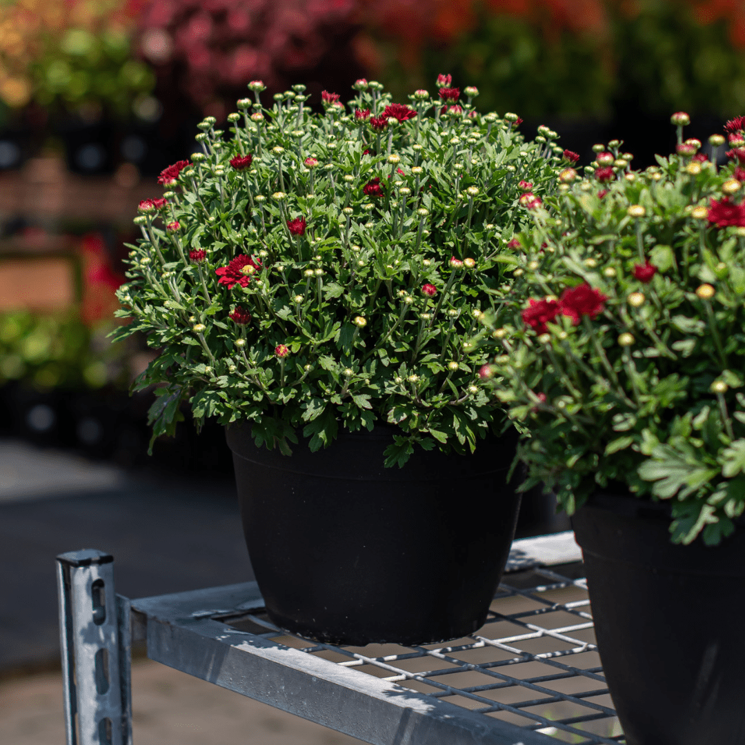 A burgundy fall mum with open and unopened blooms in a black plastic pot sits on a silver metal display shelf in a garden centre.