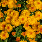 A close-up of the yellow blooms on a fall mum.