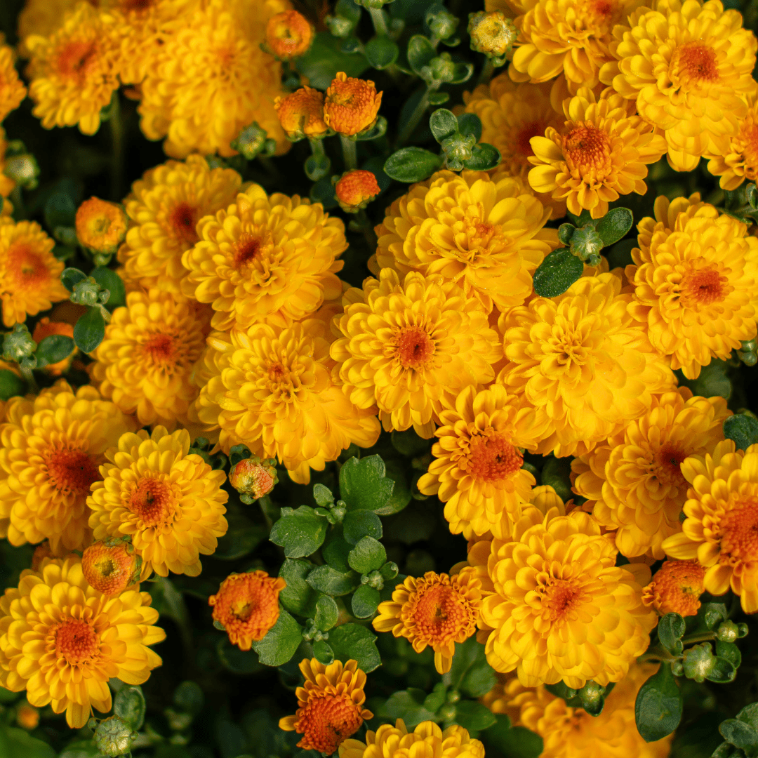 A close-up of the yellow blooms on a fall mum.