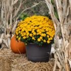 A yellow fall mum in a black plastic pot sits on a bale of straw with a pumpkin and corn stalks around it.
