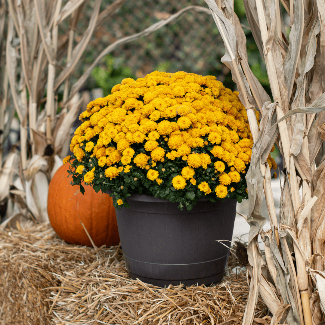 A yellow fall mum in a black plastic pot sits on a bale of straw with a pumpkin and corn stalks around it.