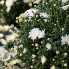 A close-up of the white blooms on a fall mum.