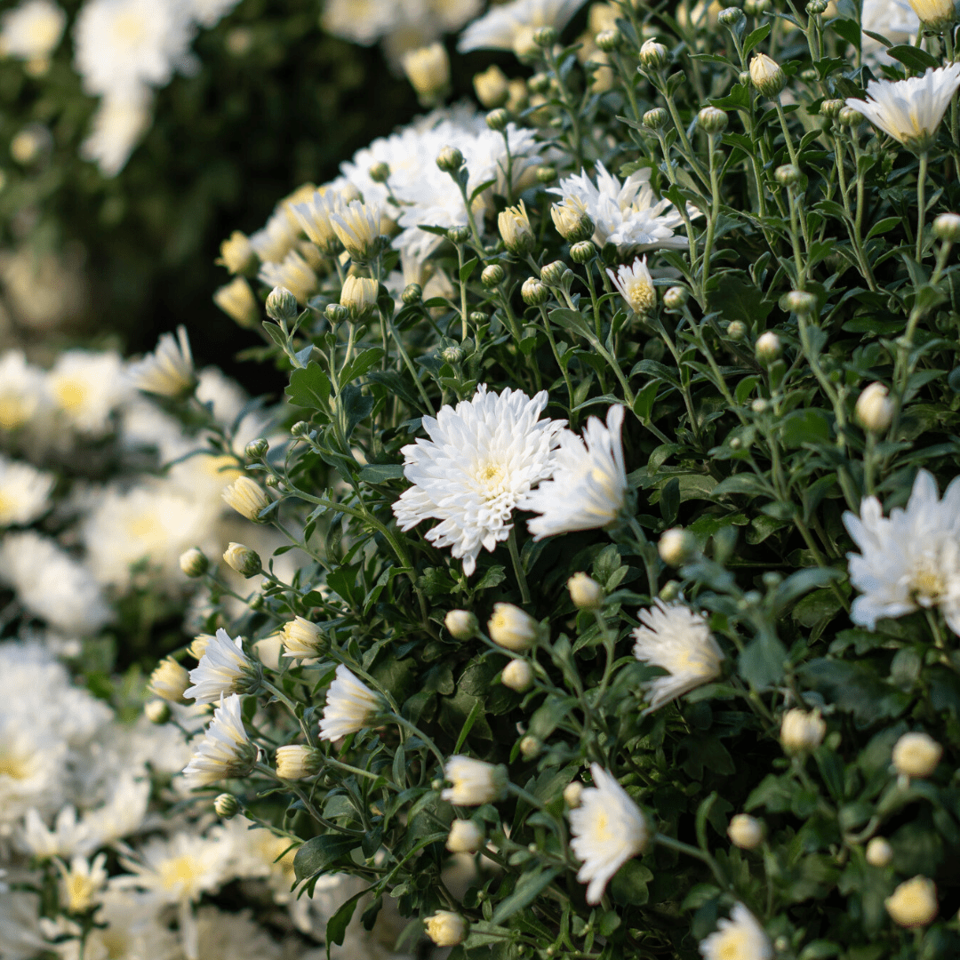 A close-up of the white blooms on a fall mum.