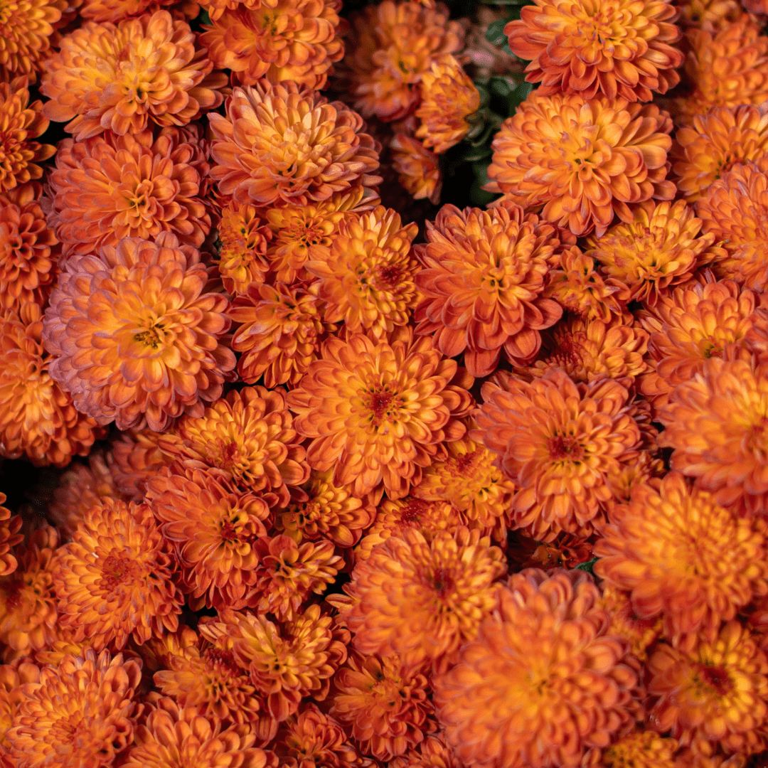 A close-up of the orange blooms on a fall mum.