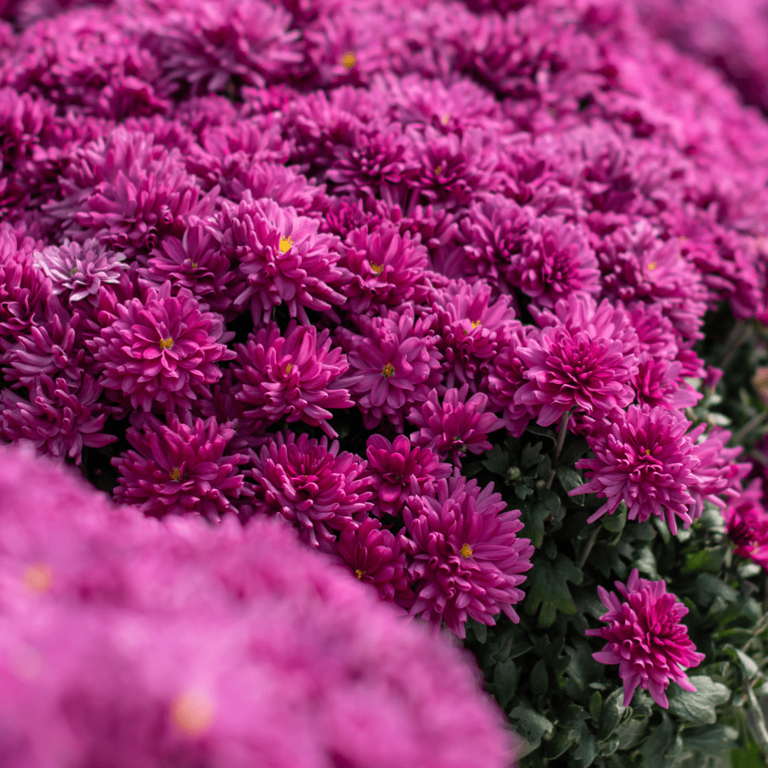 A close-up of the pink blooms on a fall mum.