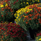 A yellow, rust, and burgundy fall mum is surrounded by other identical mums in a garden centre.