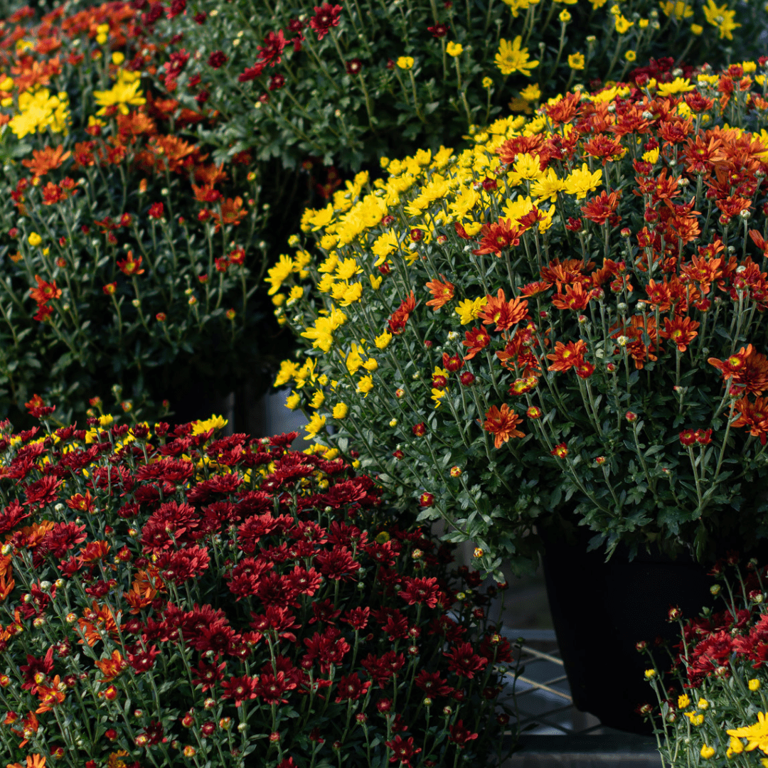 471 A yellow, rust, and burgundy fall mum is surrounded by other identical mums in a garden centre.