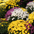 A white, yellow, and purple-pink fall mum is surrounded by other identical mums in a garden centre.