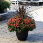 An orange fall mum with purple fountain grass in the middle planted in a black plastic pot sits on a stone walkway.
