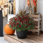 A burgundy fall mum with purple fountain grass in the middle planted in a black plastic pot sits on a wooden stoop with an orange pumpkin and corn stalks.