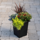 An outdoor mixed fall annual planter with a rust-coloured fall mum, purple fountain grass, green ornamental kale, etc. planted in a black square plastic pot, sitting on a stone walkway.