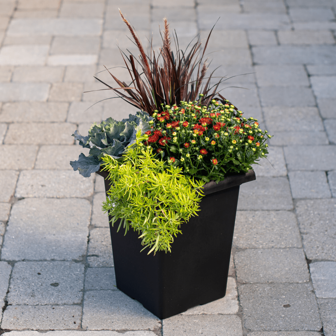 An outdoor mixed fall annual planter with a rust-coloured fall mum, purple fountain grass, green ornamental kale, etc. planted in a black square plastic pot, sitting on a stone walkway.