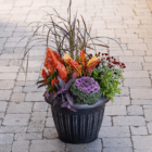 An outdoor mixed fall annual planter with an orange/red/yellow Croton, orange celosia, burgundy fall mum, purple fountain grass, and purple ornamental kale planted in a black plastic pot, which sits on a stone walkway.