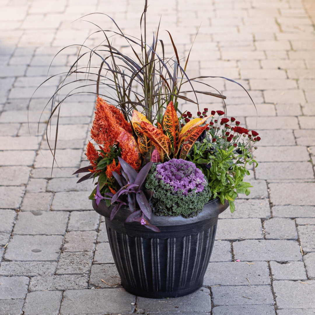 476 An outdoor mixed fall annual planter with an orange/red/yellow Croton, orange celosia, burgundy fall mum, purple fountain grass, and purple ornamental kale planted in a black plastic pot, which sits on a stone walkway.