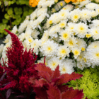 A white fall mum in an outdoor mixed fall annual planter.