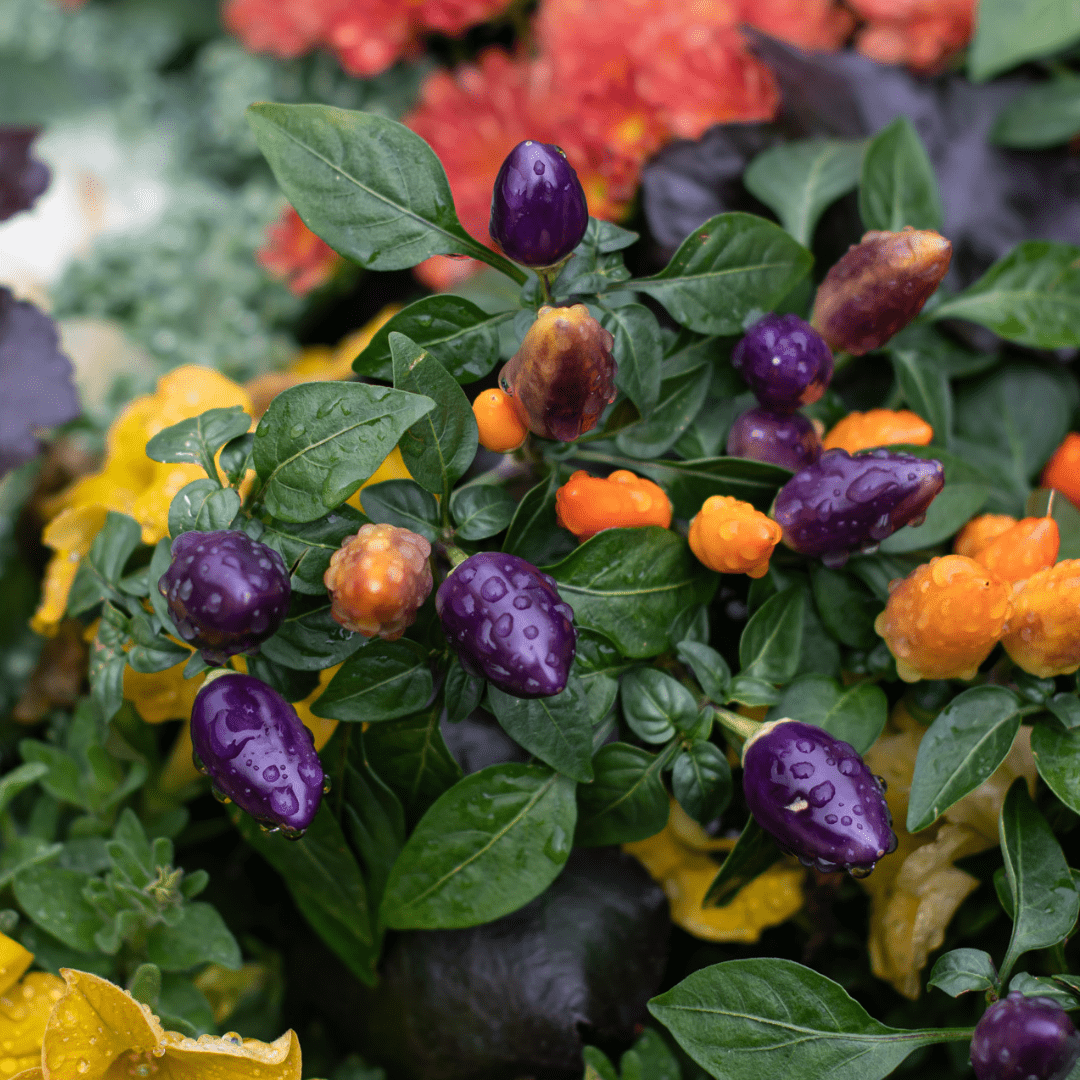A close-up of purple and orange ornamental peppers with water droplets on them.