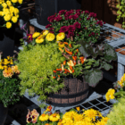 An outdoor mixed fall annual planter with burgundy mums, yellow strawflower, orange and purple ornamental peppers, etc. planted in a faux plastic black and brown barrel pot.