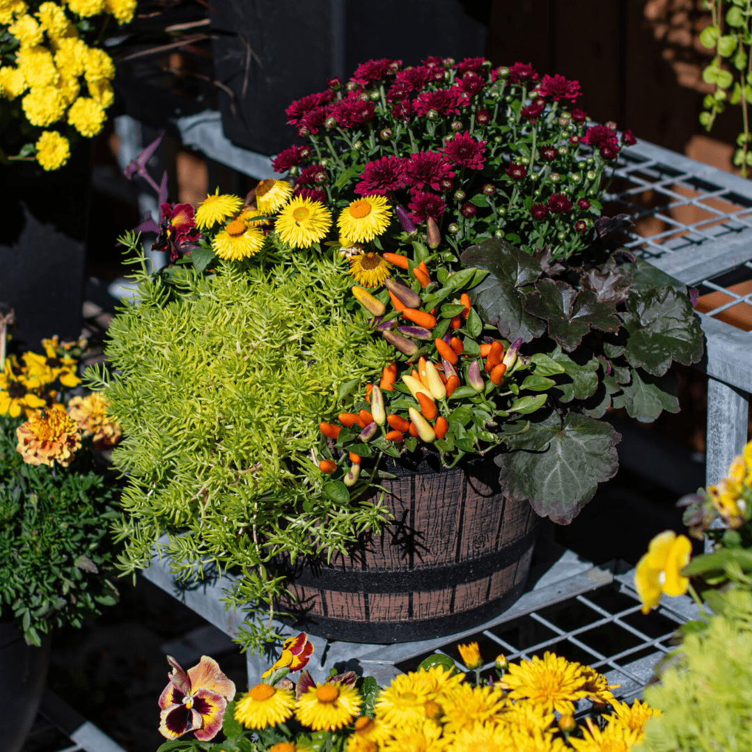 An outdoor mixed fall annual planter with burgundy mums, yellow strawflower, orange and purple ornamental peppers, etc. planted in a faux plastic black and brown barrel pot.