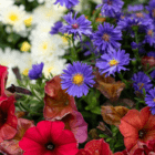 A close-up of small purple flowers in an outdoor mixed fall annual planter.