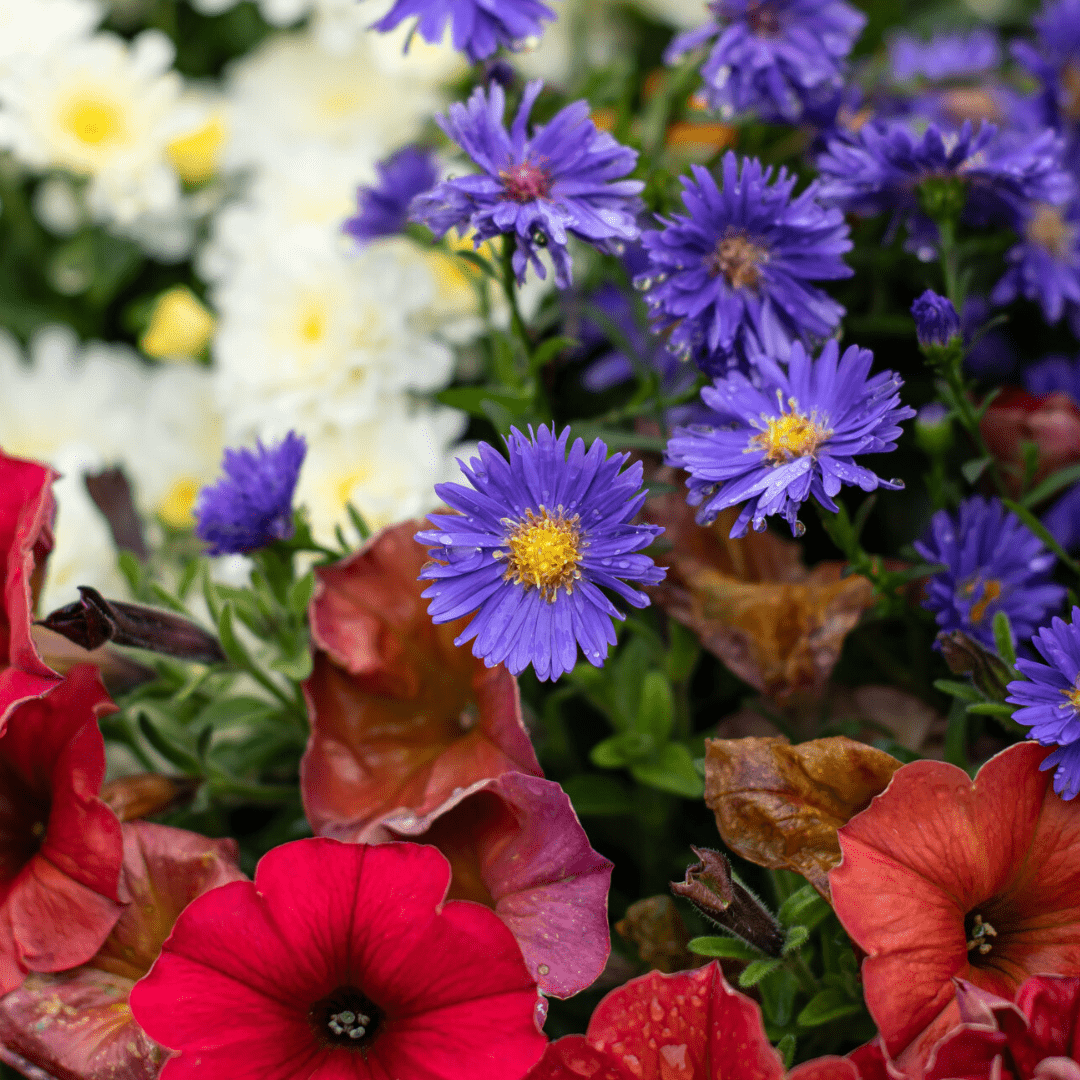 A close-up of small purple flowers in an outdoor mixed fall annual planter.
