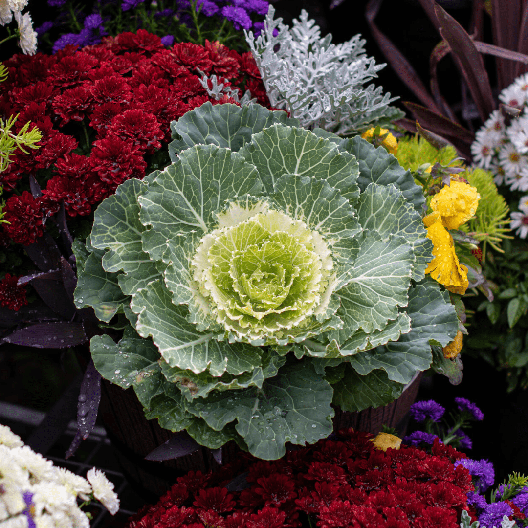 A close-up of green ornamental kale leaves in an outdoor mixed fall annual planter.