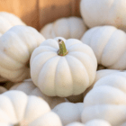 A close-up of a small white pumpkin/gourd in a pile of other small white pumpkins/gourds.