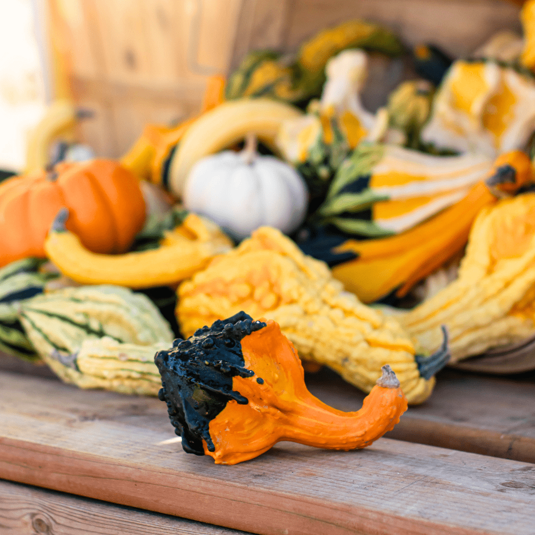 484 A close-up of an orange and black gourd with other yellow, green, and white gourds behind it.